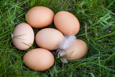 tavuk yumurtası yeşil çim bir yuvada yalan