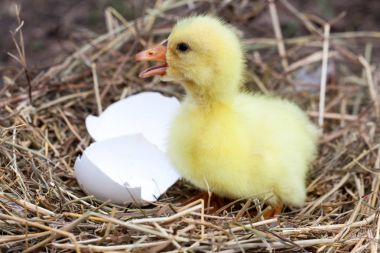 Sevimli küçük yerli gosling saman içinde kırık yumurta kabuğu ile iç içe
