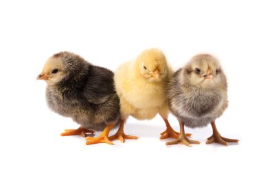 Beyaz arka plan üzerinde izole üç küçük tavuk