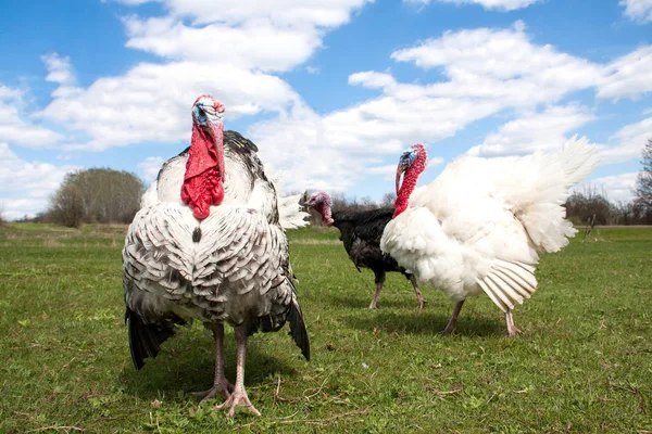 Türkiye erkek veya işkembe Köyü
