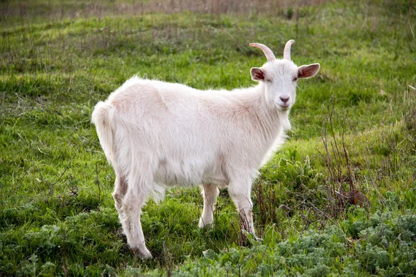 Eine weiße Ziege auf grünem Gras auf einem Feld — Stockfoto