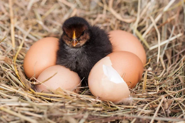 Pollo bebé con cáscara de huevo rota y huevos en el nido de paja —  Fotos de Stock