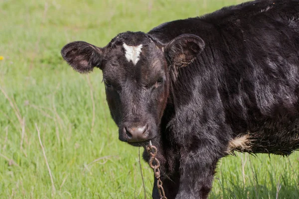 Młody byk czarny wypas na trawie w miejscowości — Zdjęcie stockowe