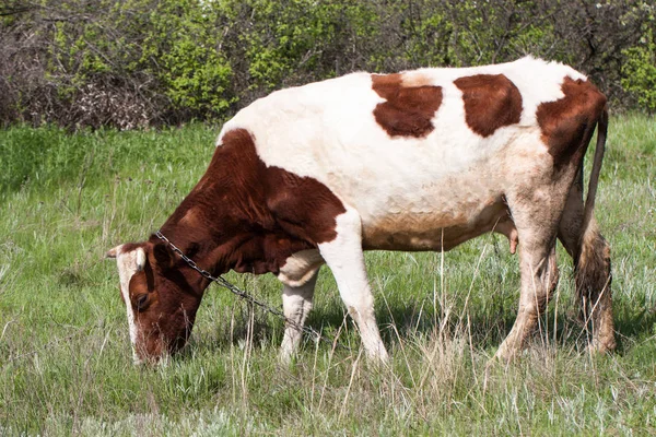 Köyün bir çayır üzerinde kahverengi ve beyaz inek grazes — Stok fotoğraf