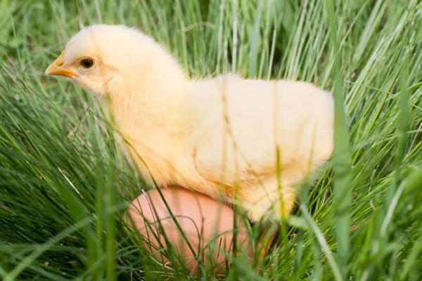 Baby kuřátko s vejcem v zelené trávě — Stock fotografie