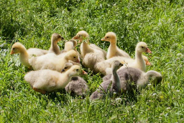 Una bandada de pequeños gansos pastando en hierba verde — Foto de Stock