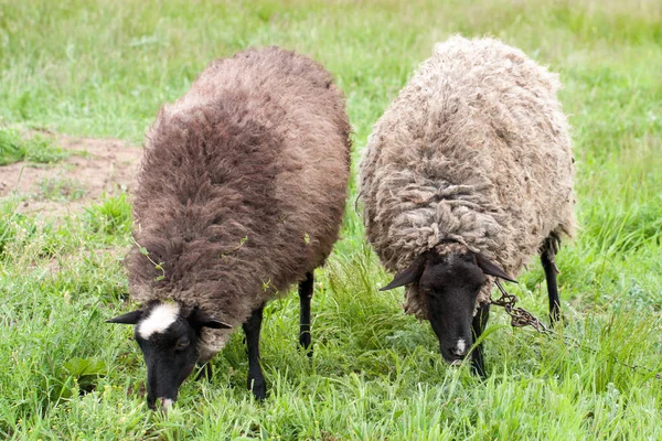 Duas ovelhas pastam na relva verde. Close-up — Fotografia de Stock