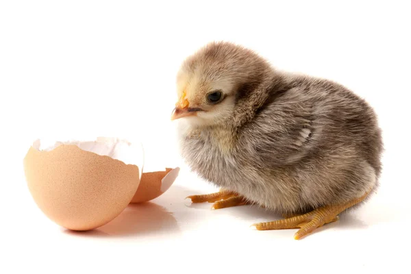 Frango bonito com casca de ovo isolado no fundo branco — Fotografia de Stock