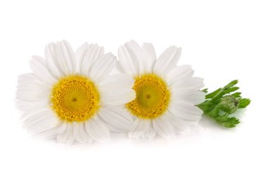 iki papatya veya papatya ile yaprakları üzerinde izole beyaz arka plan