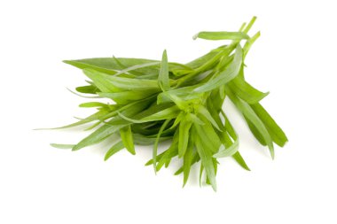 Beyaz bir arka plan üzerinde izole tarhun. Artemisia dracunculus