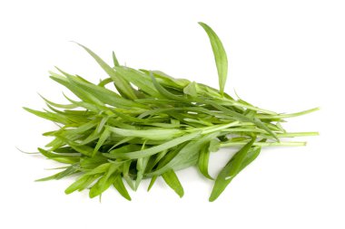 Beyaz bir arka plan üzerinde izole tarhun. Artemisia dracunculus