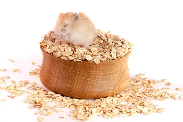 Haver vlokken in een houten kom met een hamster geïsoleerd op witte achtergrond — Stockfoto