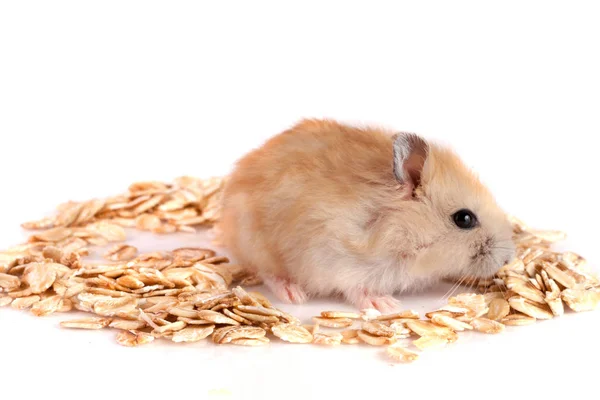 Copos de avena con un hámster aislado sobre fondo blanco —  Fotos de Stock