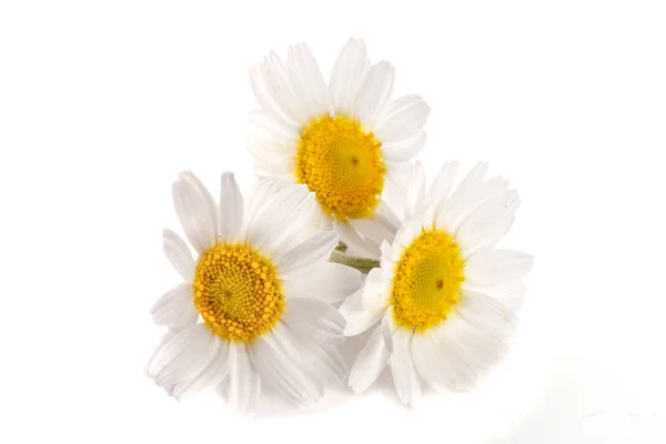 三个洋甘菊或孤立的白色背景上的雏菊 — 图库照片