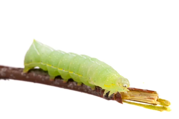 Groene rups op stick geïsoleerd op witte achtergrond — Stockfoto