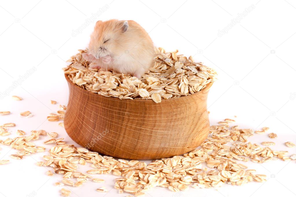 крупы для хомяка. тысяча хомяков. что можно давать хомякам. джунгарский хомячок корм. корм для золотистого хомячка.