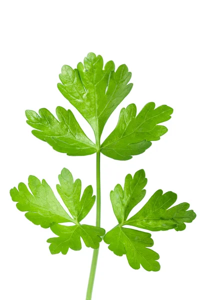Salsa verde sprig isolado no fundo branco — Fotografia de Stock