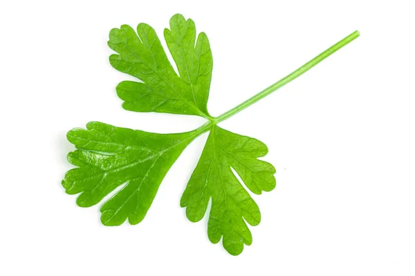 Folha de salsa verde isolada sobre fundo branco. Vista superior — Fotografia de Stock