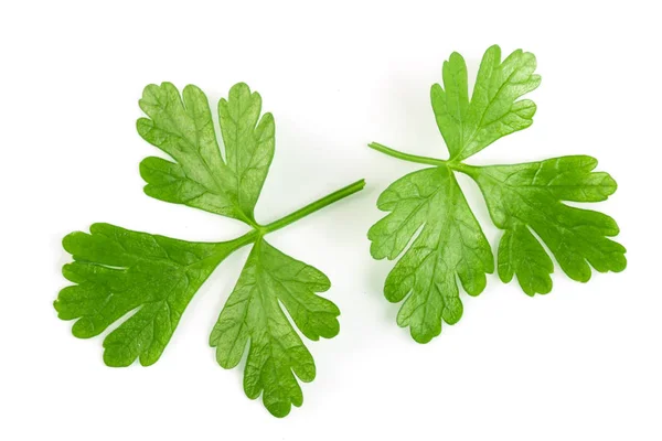 Duas folhas de salsa verde isoladas sobre fundo branco. Vista superior — Fotografia de Stock