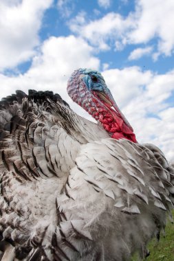 Türkiye erkek veya işkembe closeup mavi gökyüzü arka plan üzerinde