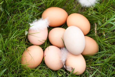 tavuk yumurtası yeşil çim bir yuvada yalan