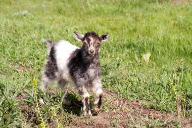 Bir küçük çocuk keçi çim üzerinde otlatma