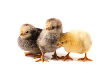 Beyaz arka plan üzerinde izole üç küçük tavuk