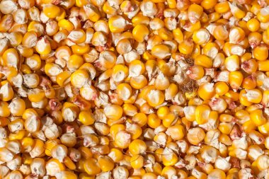 Kurutulmuş Mısır arka plan olarak. Üstten Görünüm