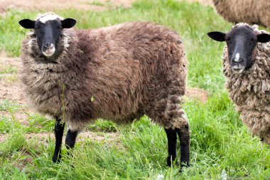 İki koyun yeşil çimenlerin üzerinde otlatmak. Yakın çekim
