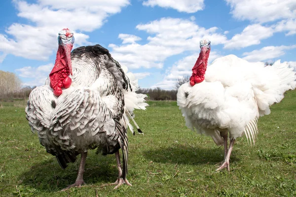 Pavo macho o gobbler en el pueblo — Foto de Stock