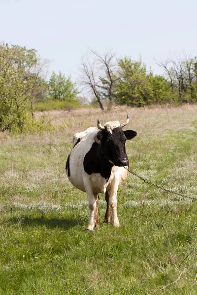 Czarno-biały krowa pasie się na łące w miejscowości — Zdjęcie stockowe