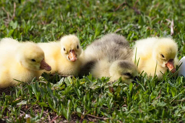 Négy kis hazai gosling, zöld fűben — Stock Fotó