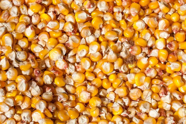 Kurutulmuş Mısır arka plan olarak. Üstten Görünüm