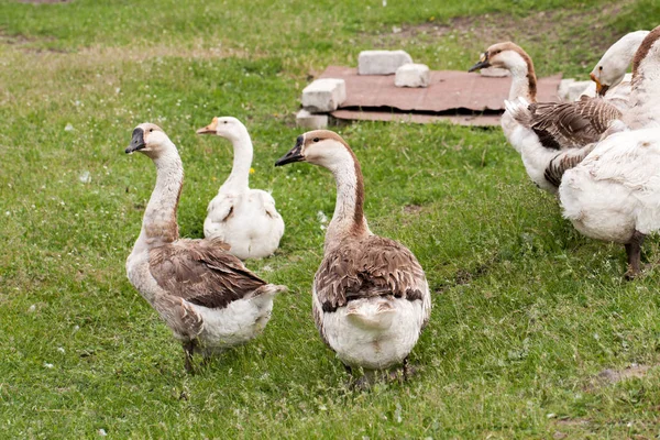 Flock of geese grazing on grass in spring field — Stock Photo, Image