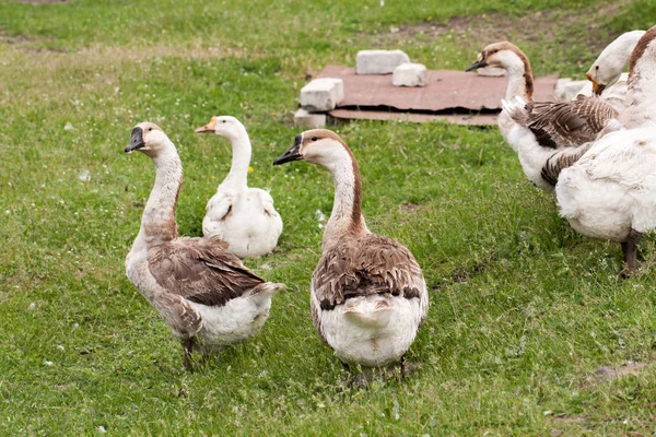 Manada de gansos pastando sobre hierba en campo de primavera — Foto de Stock