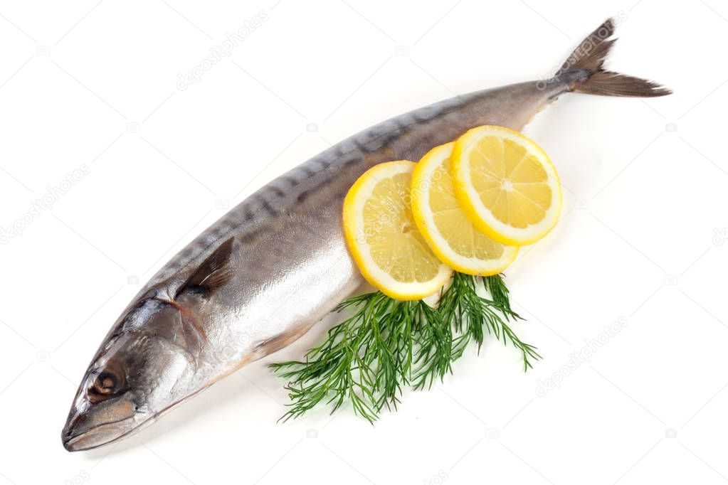 One fresh mackerel isolated on white background