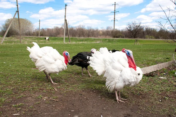 Pavo macho o gobbler en el pueblo — Foto de Stock