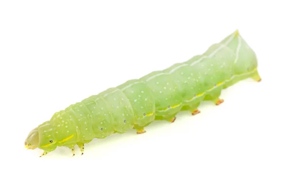 Chenille verte isolée sur fond blanc gros plan — Photo