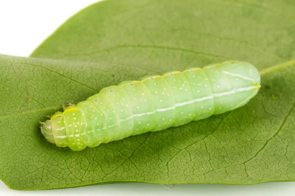 잎에 녹색 아름 다운 애벌레를 닫습니다. — 스톡 사진