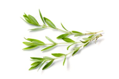 Beyaz bir arka plan üzerinde izole taze kekik fışkın