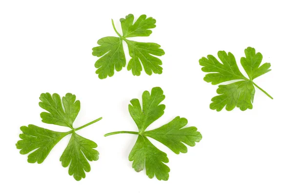 Hoja de perejil verde aislada sobre fondo blanco. Vista superior —  Fotos de Stock