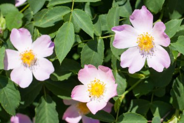 Bush yakın çekim pembe kuşburnu çiçek