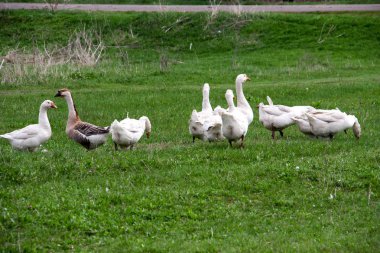 Bahar alan çim üzerinde otlatma kaz sürüsü