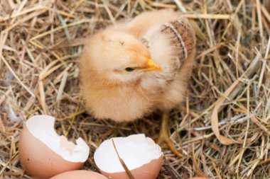 Bebek tavuk saman yuvadaki kırık yumurta kabuğu ile