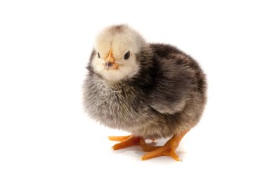 Beyaz arka planda izole edilmiş şirin küçük tavuk.