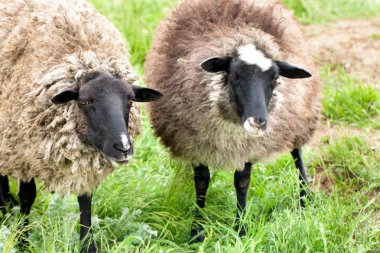 İki koyun yeşil çimenlerin üzerinde otlatmak. Yakın çekim