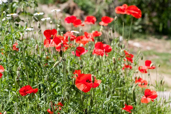 Poppies florescendo no campo de verão como fundo — Fotografia de Stock