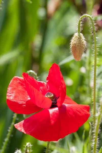 Червона макова квітка крупним планом макрос як фон — стокове фото