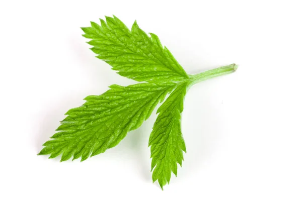 Fresh raspberry leaf isolated on white background — Stock Photo, Image