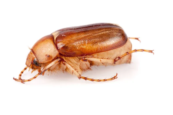 Pode besouro ou Cockchafer ou Melolontha isolado no fundo branco — Fotografia de Stock